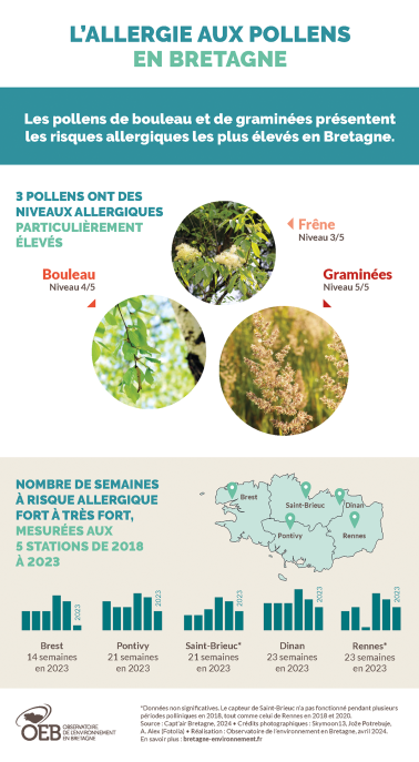 Infographie L'allergie aux pollens en Bretagne